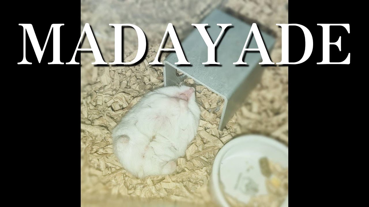 2025/07/22「MADAYADE」 🌹 名古屋PR(橋田歩果・島川波菜)📻📺