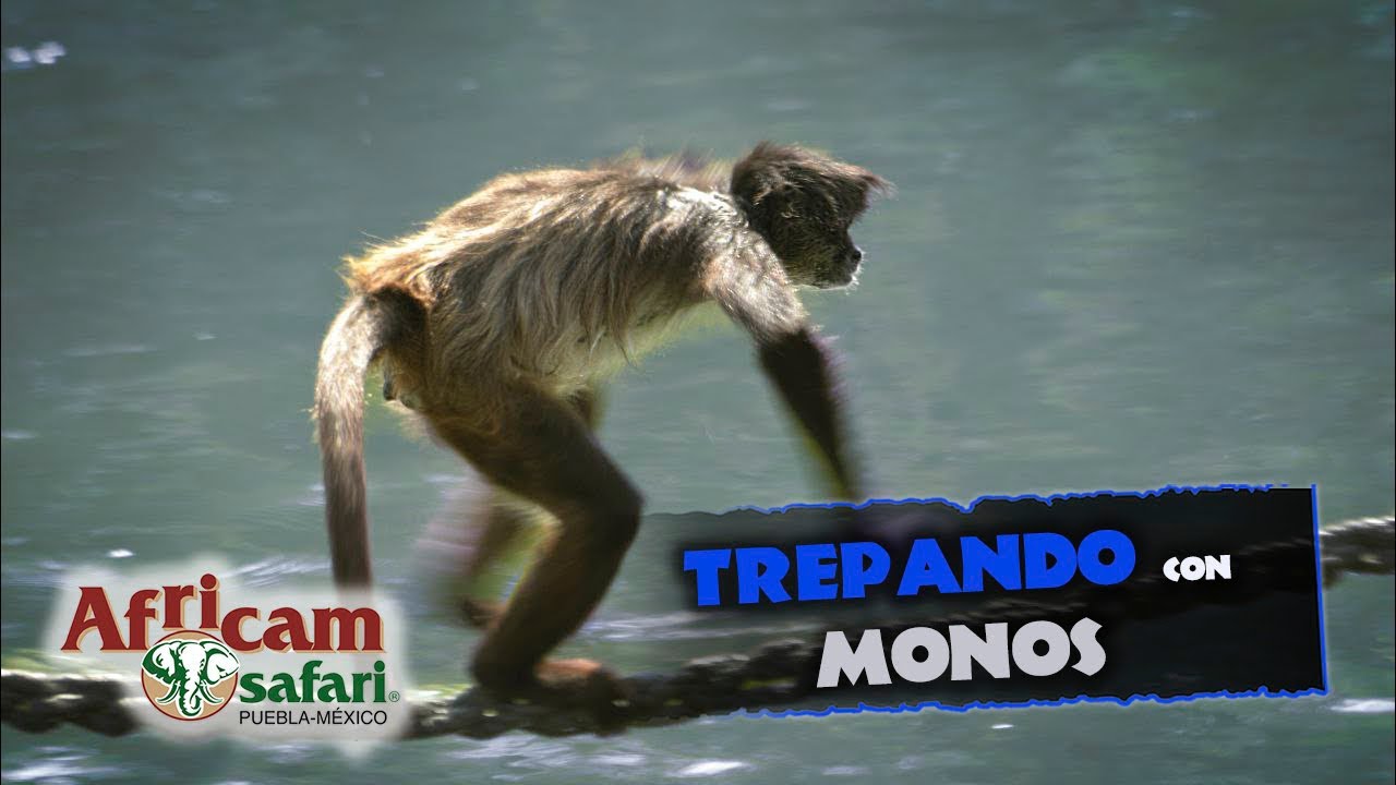 Conociendo al mono araña con Frank Carlos en Africam Safari 🐒