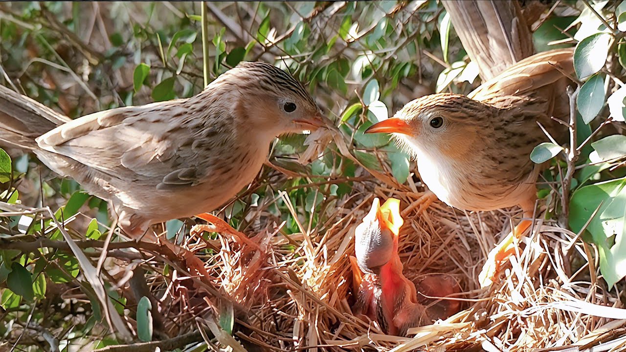 Babbler birds Feeding Their Hungry Chick in the Nest!