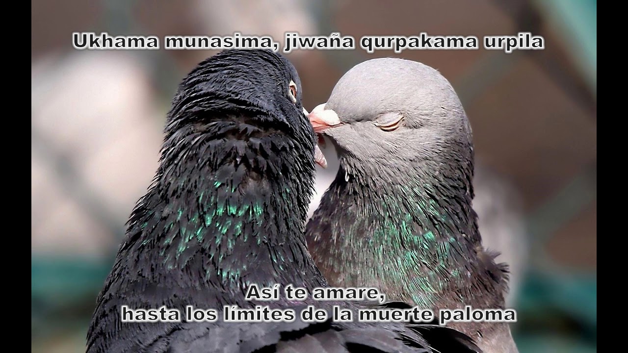 Whiphala   Irpastay (Subtitulado aymara - espa&ntilde;ol)