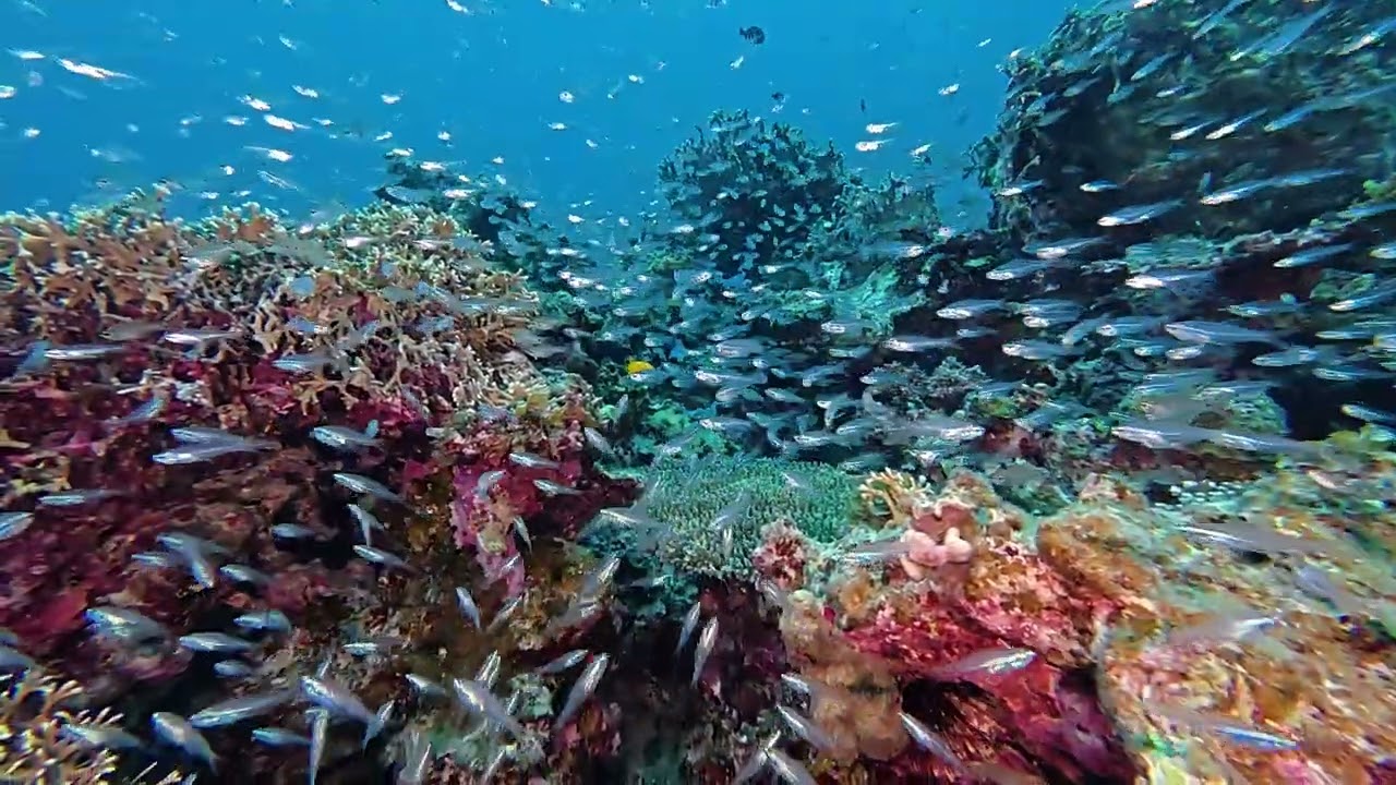 260304【Dive4竹富島ビタローの根23】石垣島ダイビングツアー
