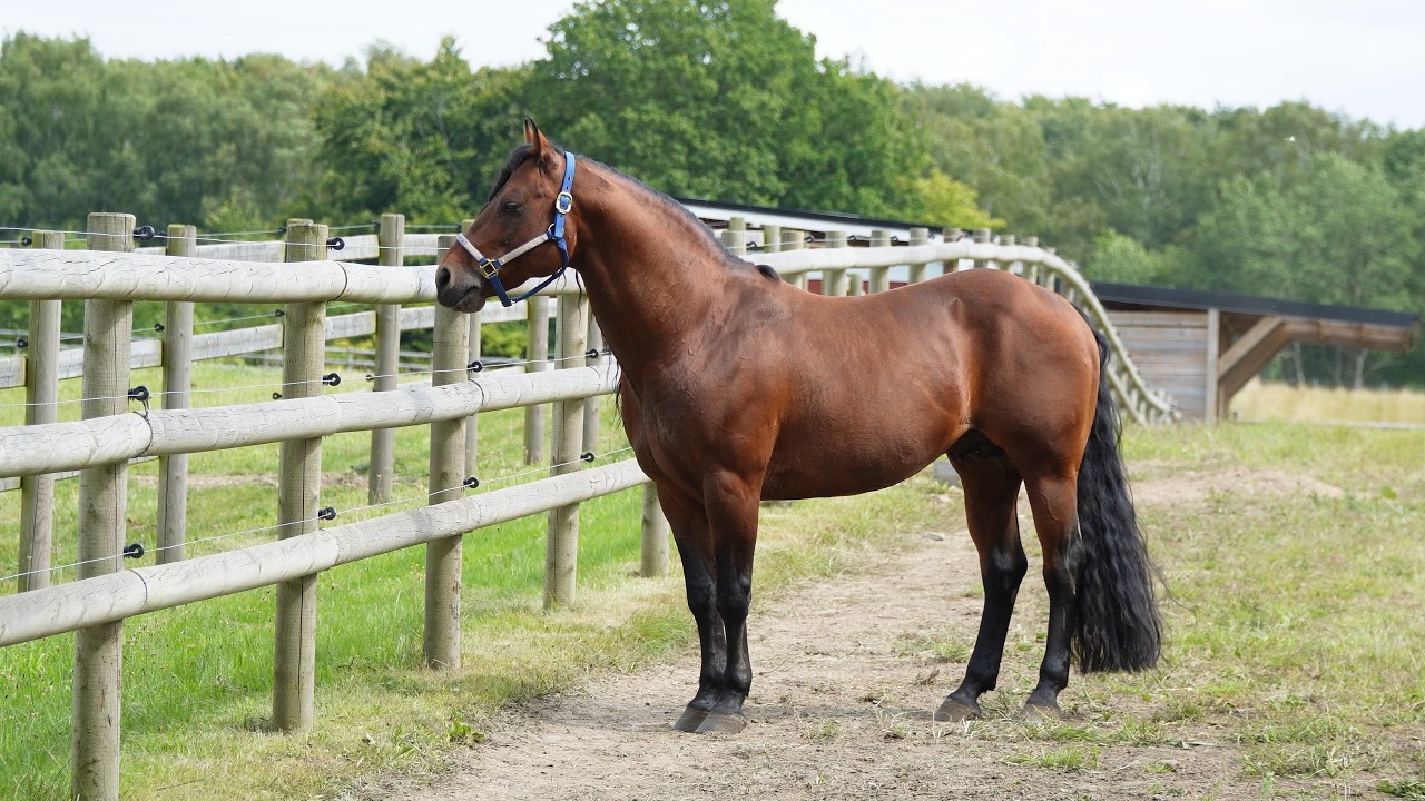 CROMEDS COWBOY --- Stallion Portrait --- FEB 2026