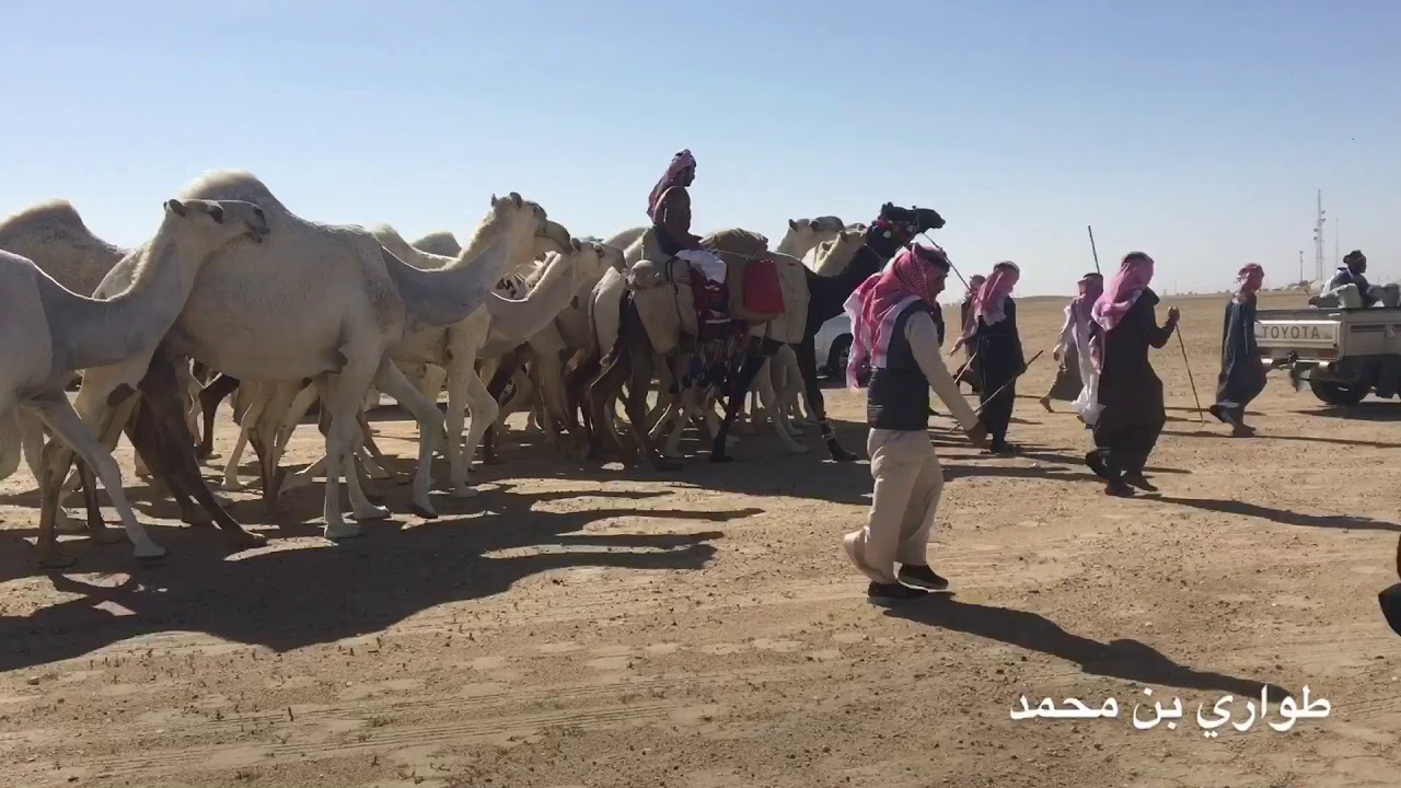 منقية رجل الاعمال : بداح بن مطرف الخييلات