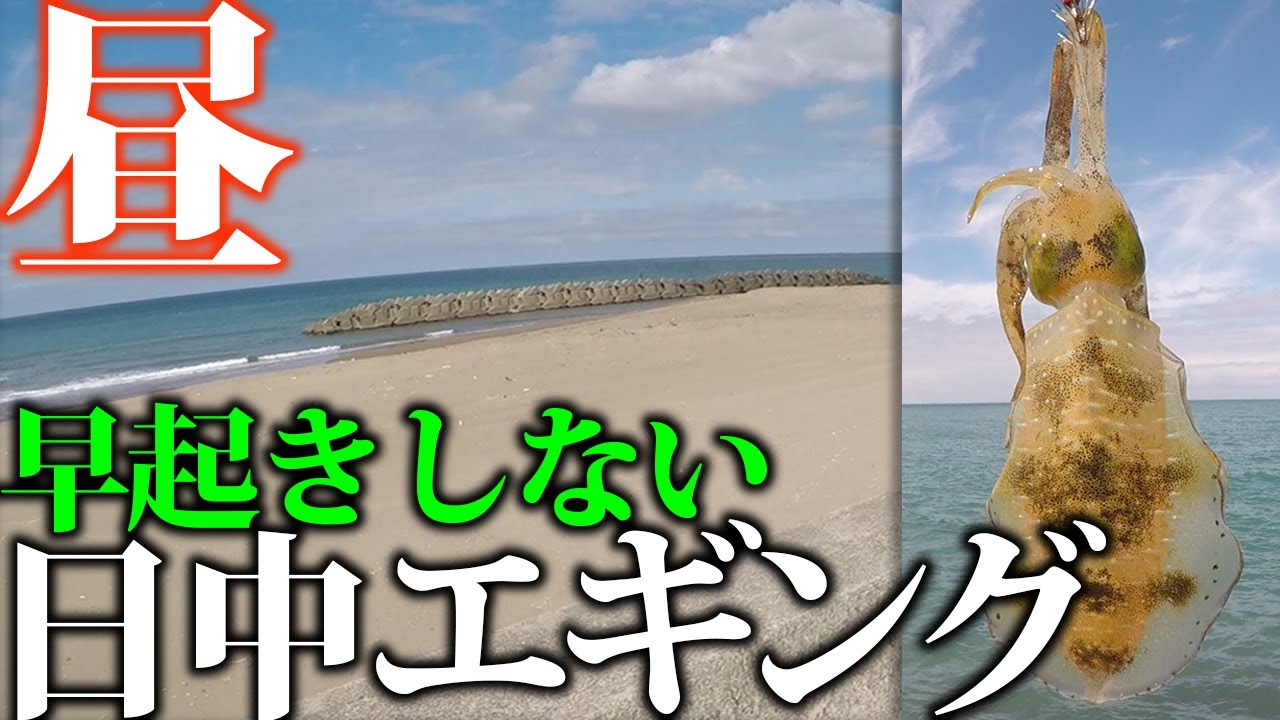 【エギング】早起きしない、日中エギング