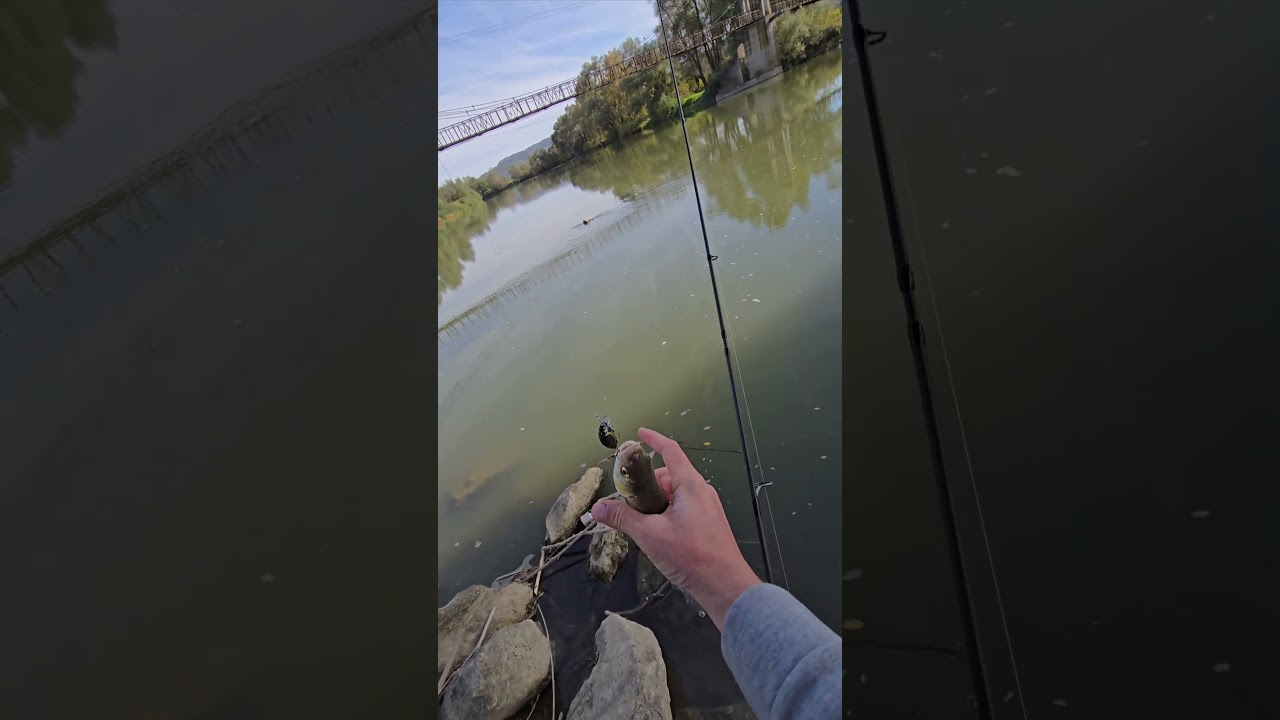 #fishing #chub #spinning #foryou
