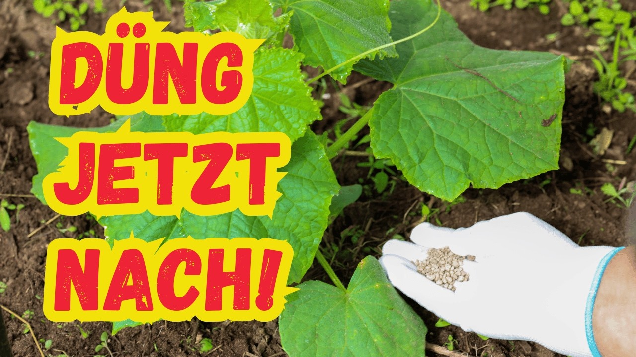Gurken retten im Juli &ndash; 7 Tipps f&uuml;r eine Ernte bis zum Frost