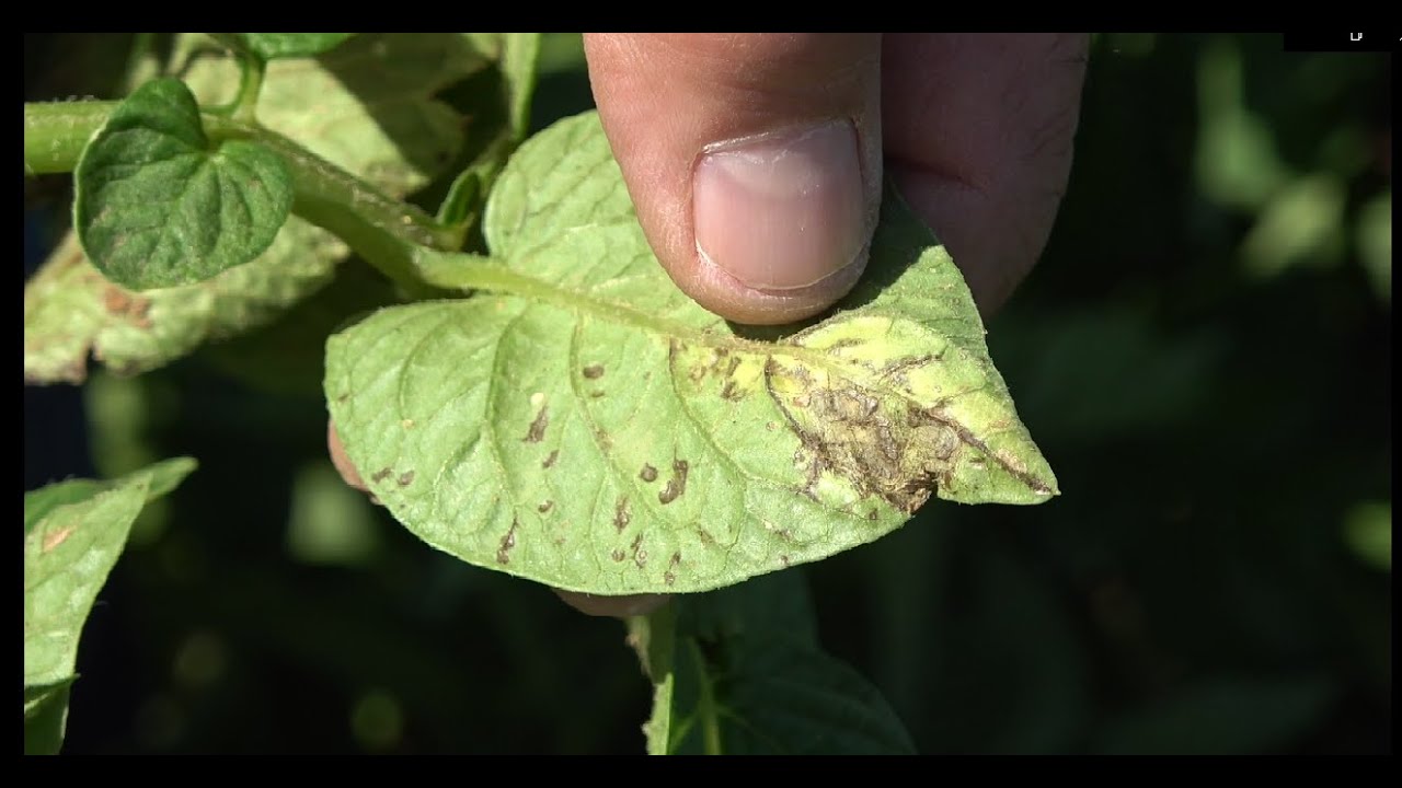 Mildiu en Patata 🥔 (Phytophtora Infestans)