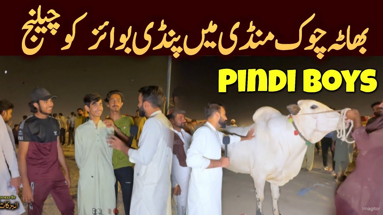 Bhatta chowk mandi 2024 - Bakra Mandi & Pindi Boys 2024 - danger fateh jang bull - live Bargaining