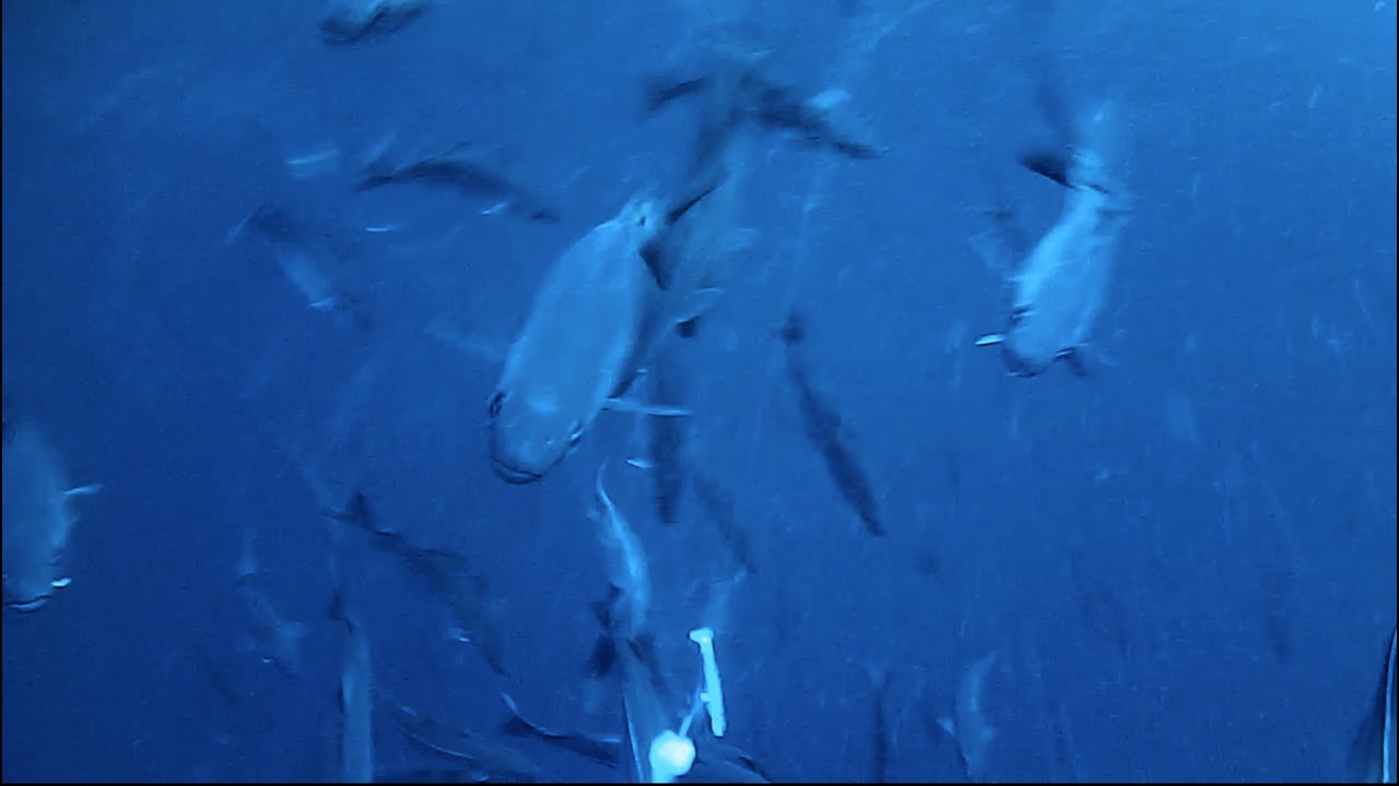 Coalfish Shoal - Norway - Waterwolf - May 2016