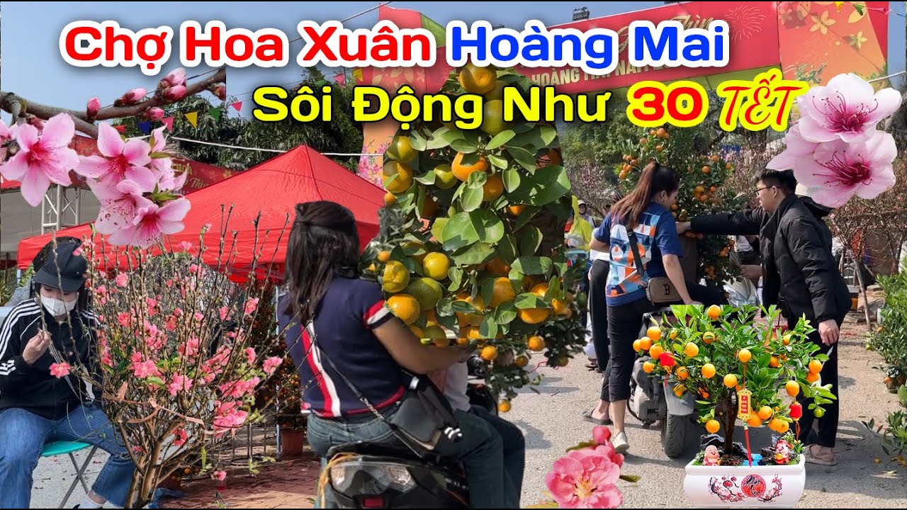 Chợ Hoa Xuân Hoàng Mai Ngay Lúc Này Đông Vui Như 30 Tết Rồi Hoa Đào Hoa Mai Quất Cành Đào Tràn Ngập