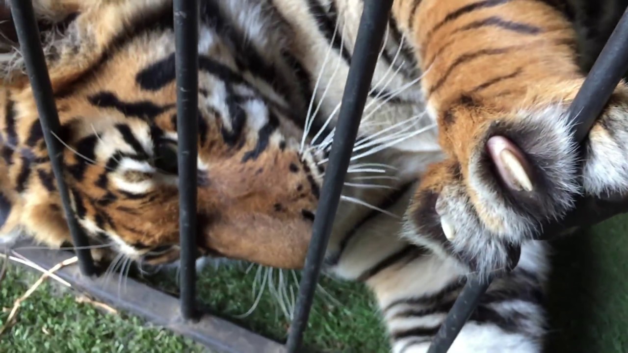 How long do tigers hold Your arm in their mouth ? before getting it back !