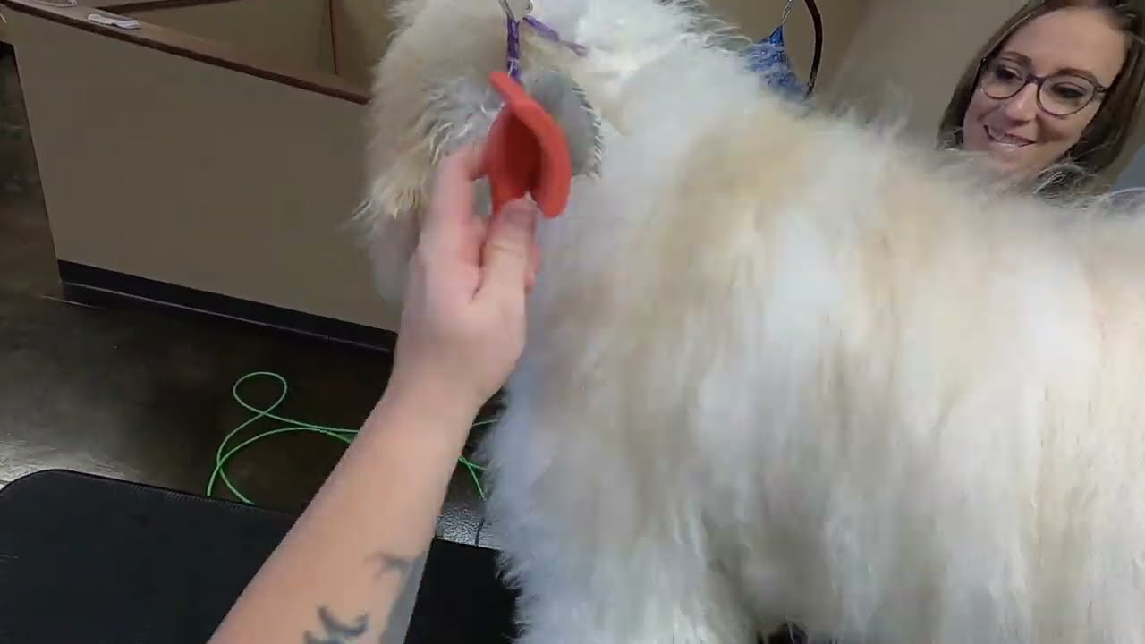 SUPER FLUFFY Doodle Puppy Groom