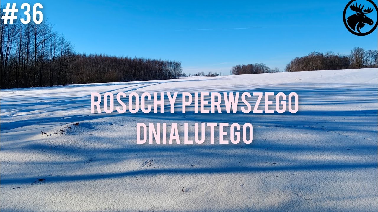 W knieje odc 36. Rosochy pierwszego dnia lutego. 