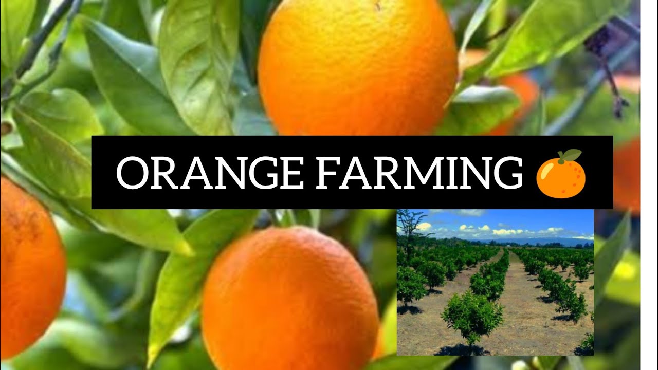 ORANGE FARMING KENYA.  🍊 FULL GUIDE. 010.