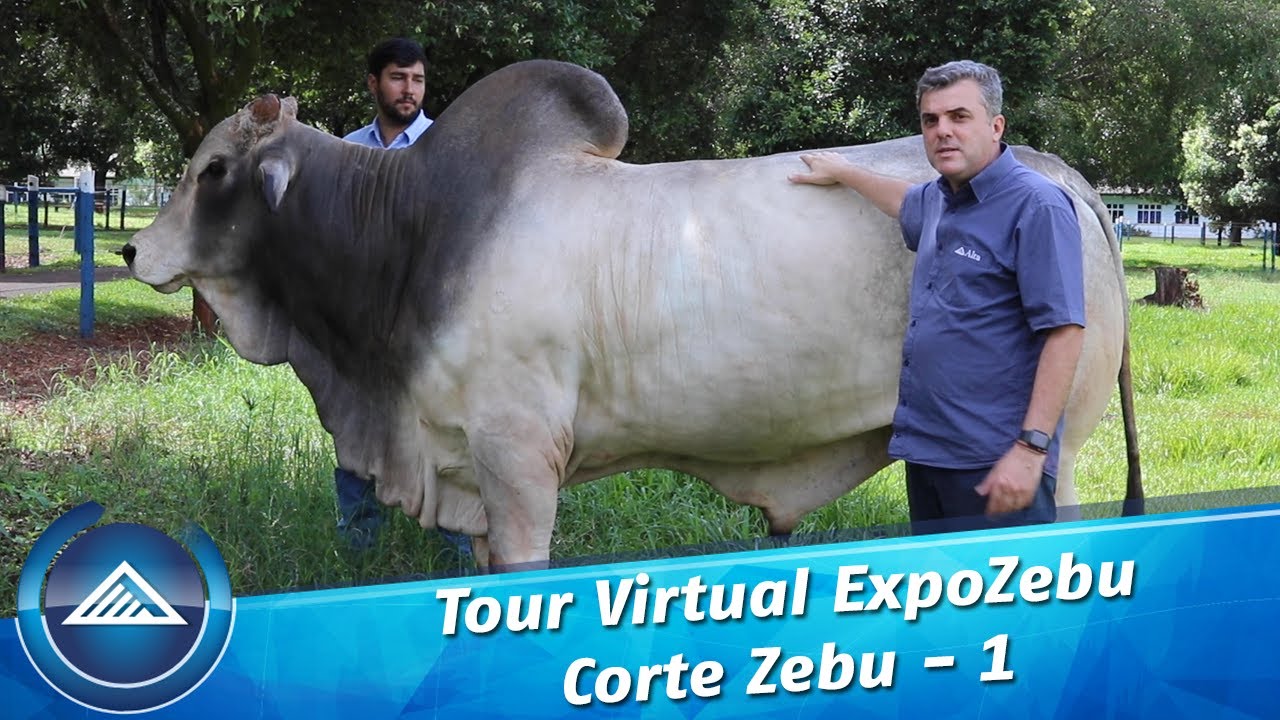 Tour Virtual - ExpoZebu - Corte Zebu - 1