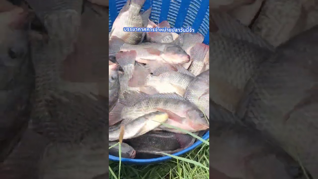 วันที่ 2 ของการจับปลานิลหมันหน้าบ่อจ้า🐟