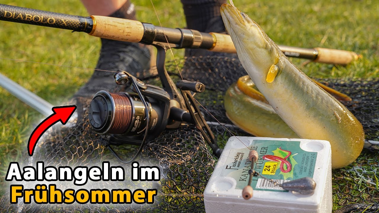 Saisonstart: Endlich laufen die Aale | inkl. dickem Überraschungsfang 😱