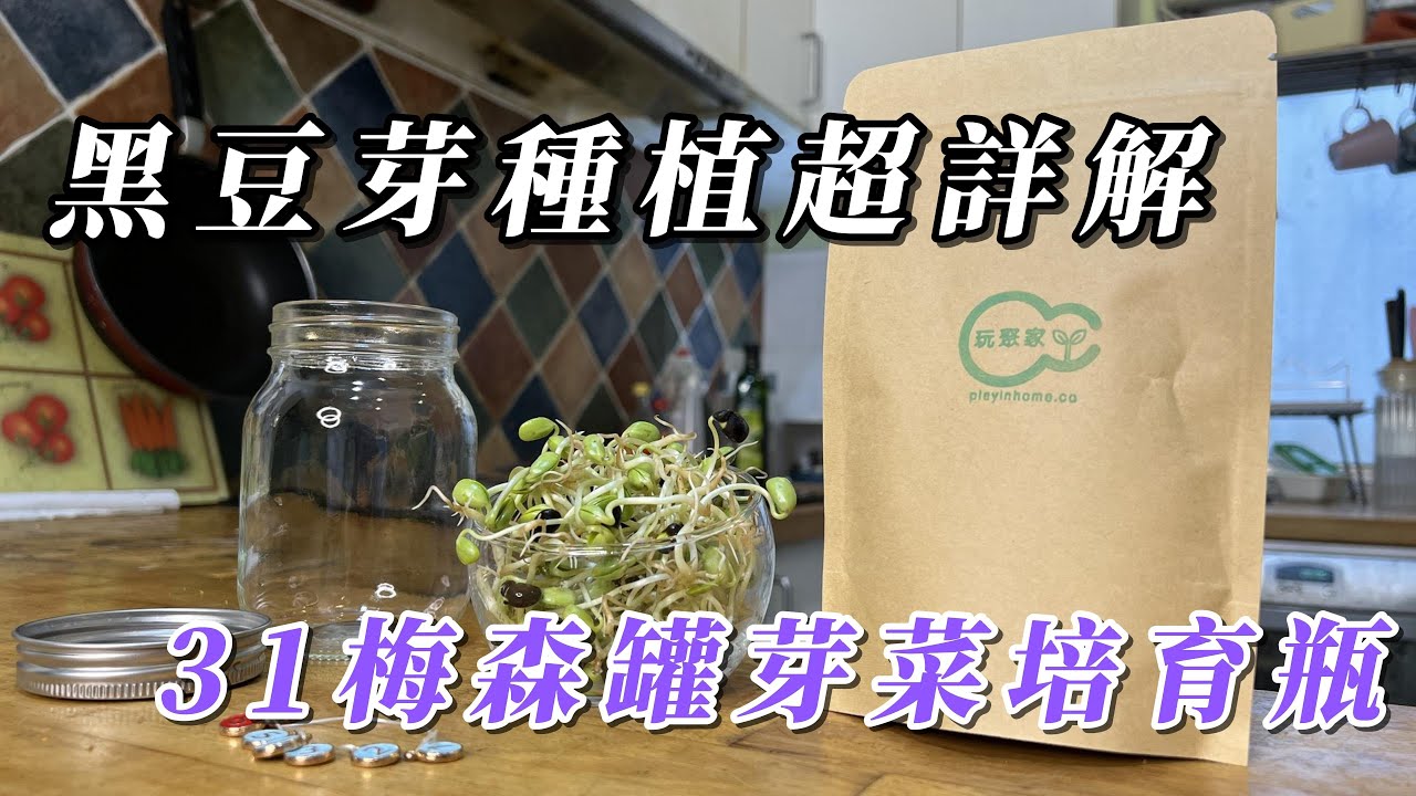 黑豆芽種植超詳解 用梅森罐芽菜培育瓶 一起輕鬆的豐收黑豆芽