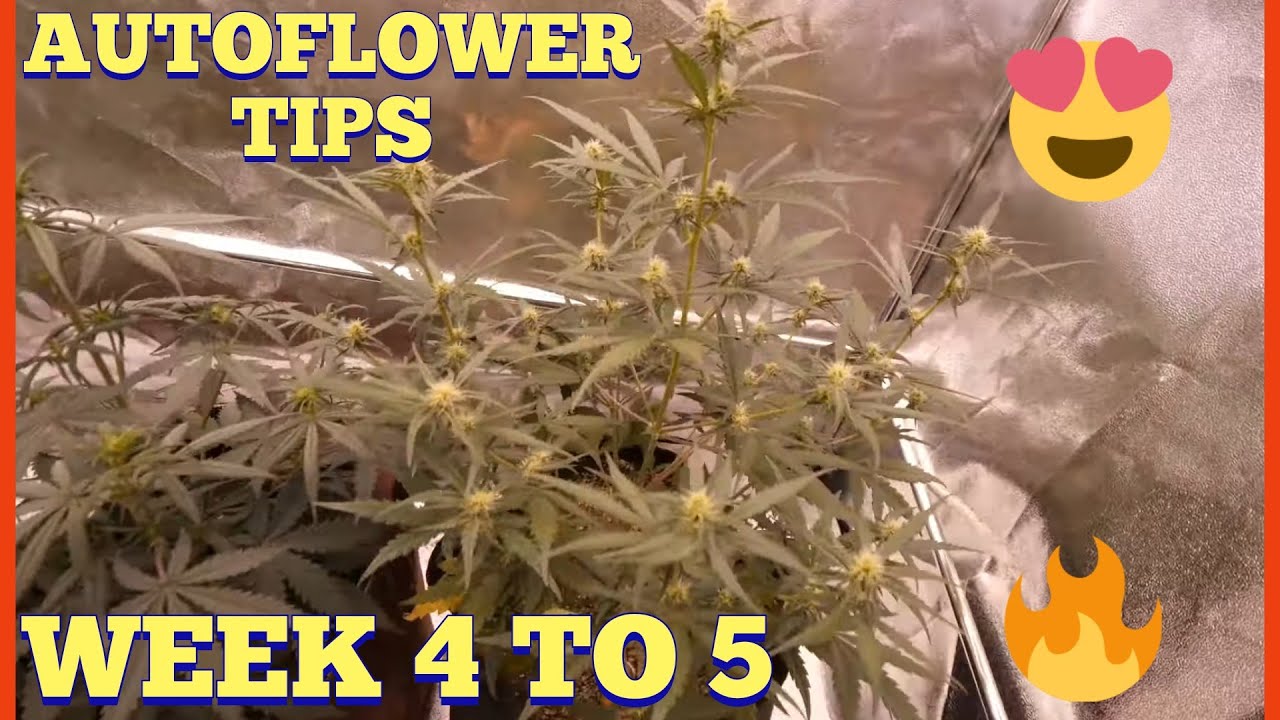 AUTOFLOWERS TIPS AND TRAINING PHOTO PERIOD PLANTS - WEEK 4 TO 5
