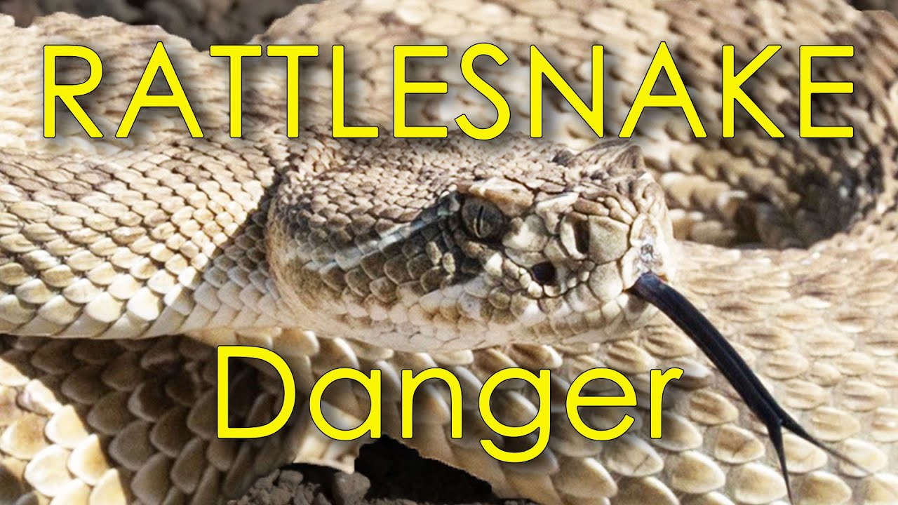 RATTLESNAKE - we took some risks at Grasslands National Park