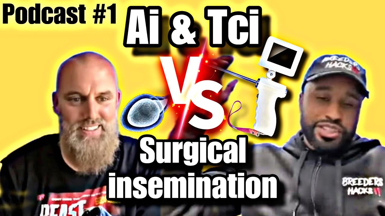 Ai, Tci vs Surgical insemination! “(The Dog Breeding Chronicles Pawdcast Episode 1)”