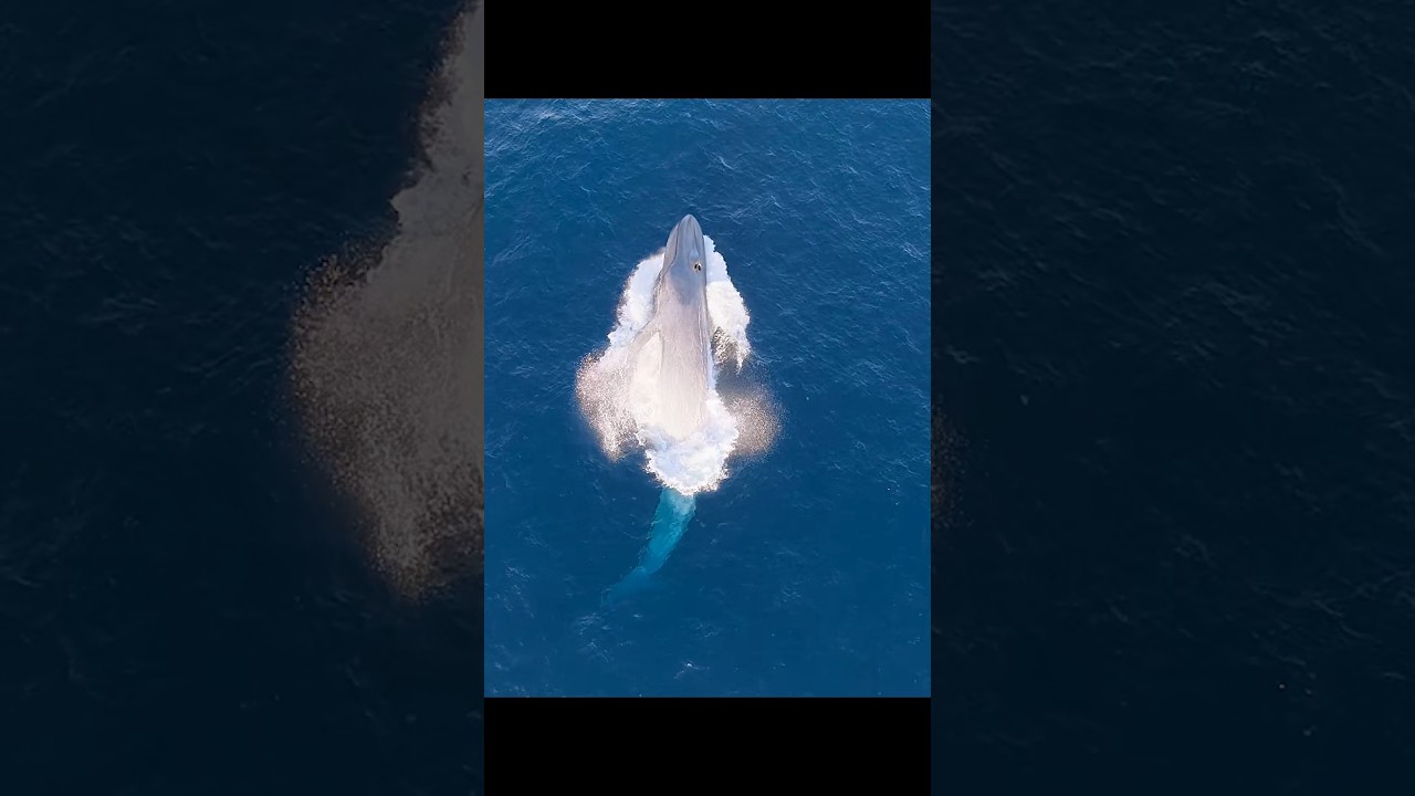 This rare sight has redefined people's understanding of blue whales. #wildlife #animals