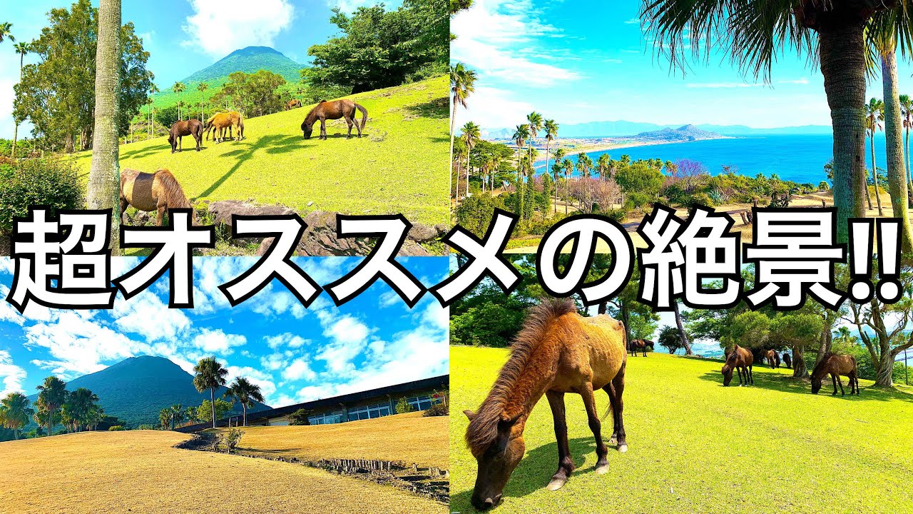 【鹿児島絶景】馬と綺麗な景色が一望出来る超オススメ穴場スポット！/鹿児島/開聞山麓自然公園/トカラ馬/指宿/鹿児島観光/指宿観光
