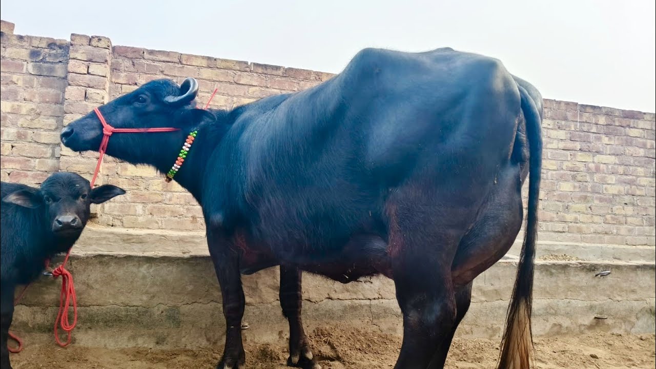 आज खरीदे 18 से 22 लीटर तैयार दूध की 3 झोंटी भैंस जायज भाव में।।