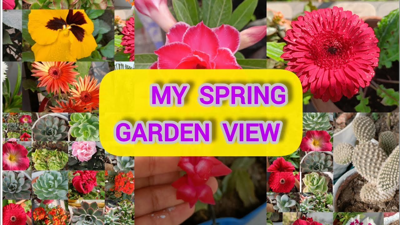 My Spring Garden Overview 🤩/Care and Propagation/ Full Blooming In My Garden/March flowering Plants🌷