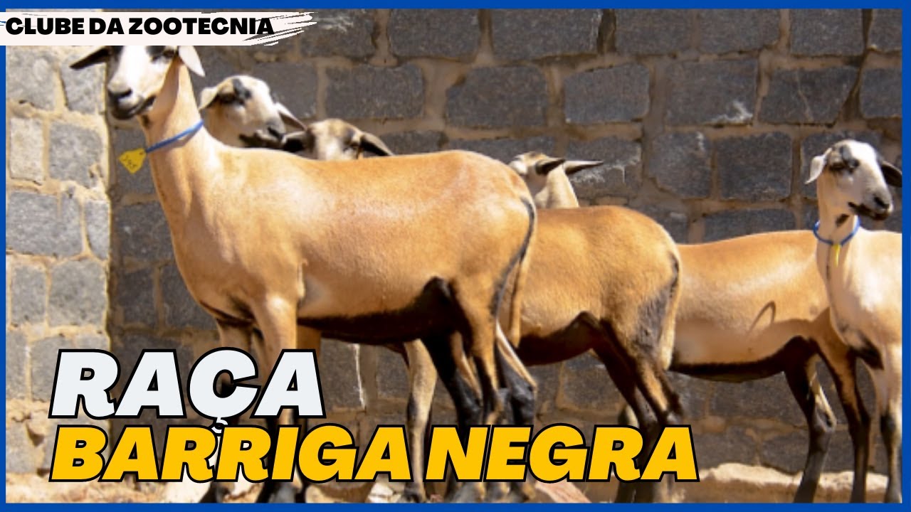 Conheça a RAÇA BARRIGA NEGRA