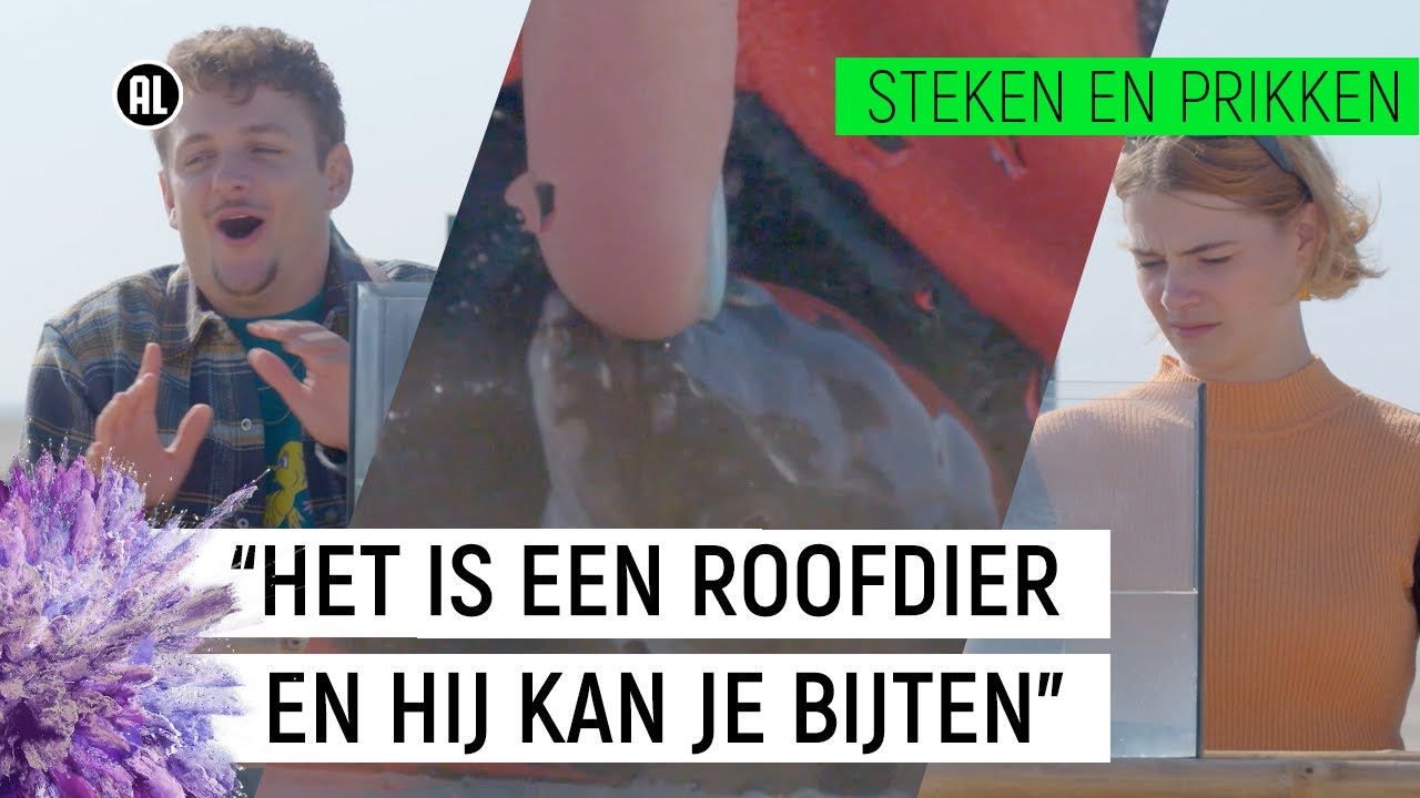 MEGA PALING GRIJPT VINGER!! | Steken en Prikken S2 #6 | NPO Zapp