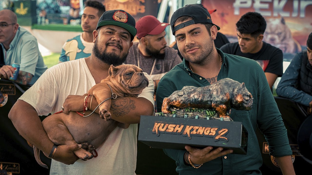 nuevamente Ganamos El Primer Lugar Con Nuestro Cachorro American Bully