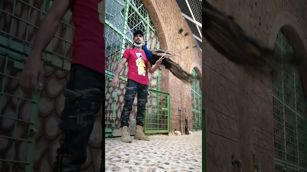 حديقة الحيوان في الطايف اسئله ثقافيه على الحيوانات والطيور