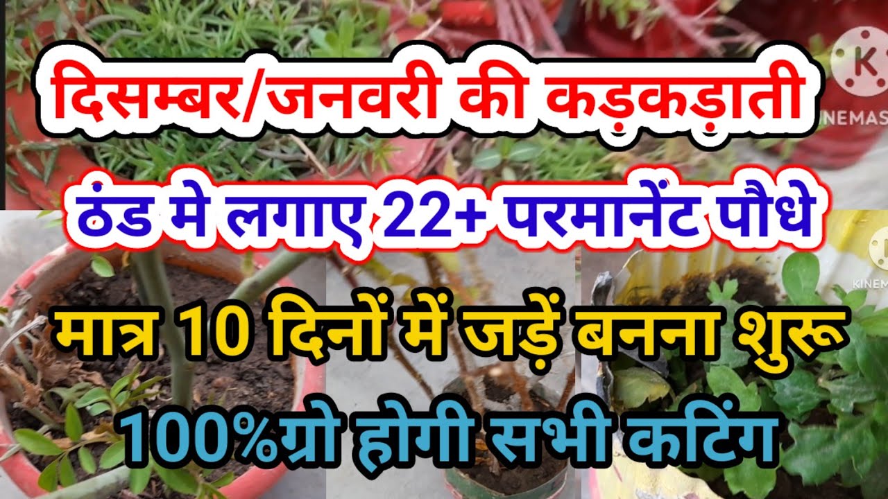 HOW TO GROW PLANTS FROM CUTTING IN JANUARY जनवरी में 22 पौधों की कटिंग तुरंत लगाए,10दिन मे 100% ग्रो