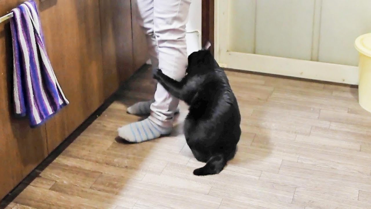 猫語を理解できない私の足を噛んでくる！