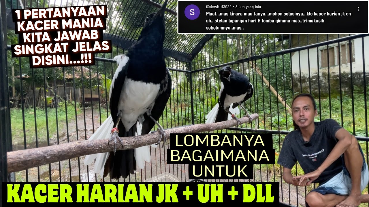 1 HAL INI SANGAT JELAS UNTUK KACER ⁉️ CARA MERAWAT KACER HARIAN DAN LOMBA