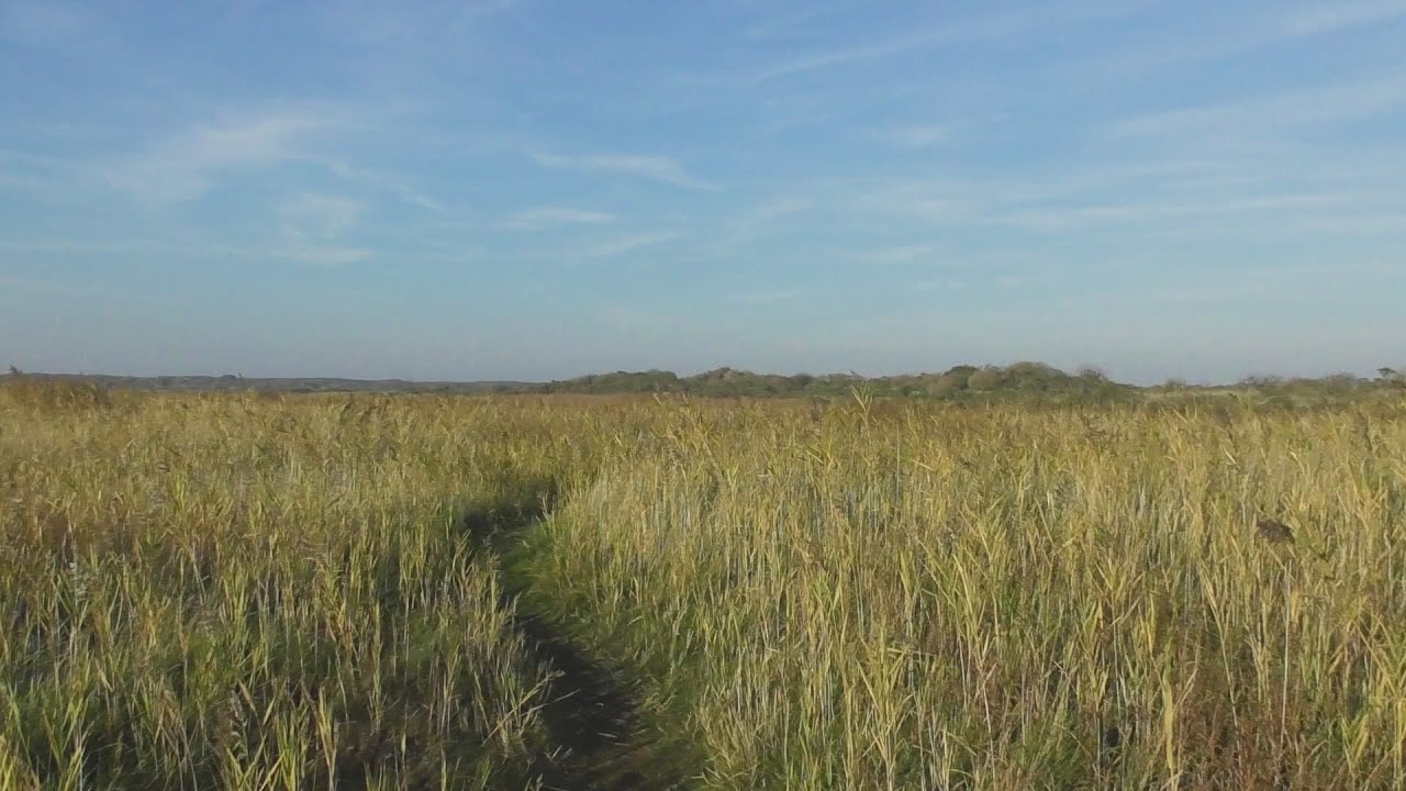 Schiermonnikoog: Kwelder-  en duinwandeling — Salzwiesen-  und Dünenwanderung [Okt 2018]