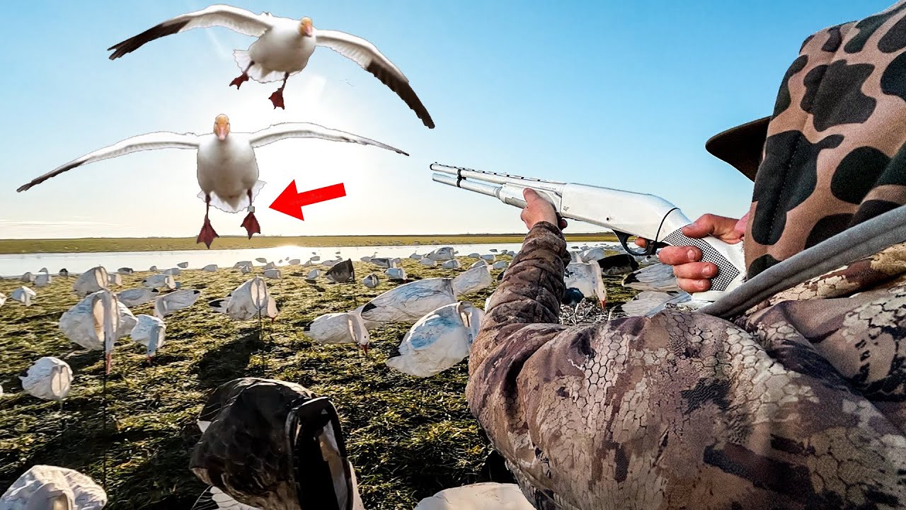 SHEET WATER SNOW GOOSE BANDS AND TUBES!