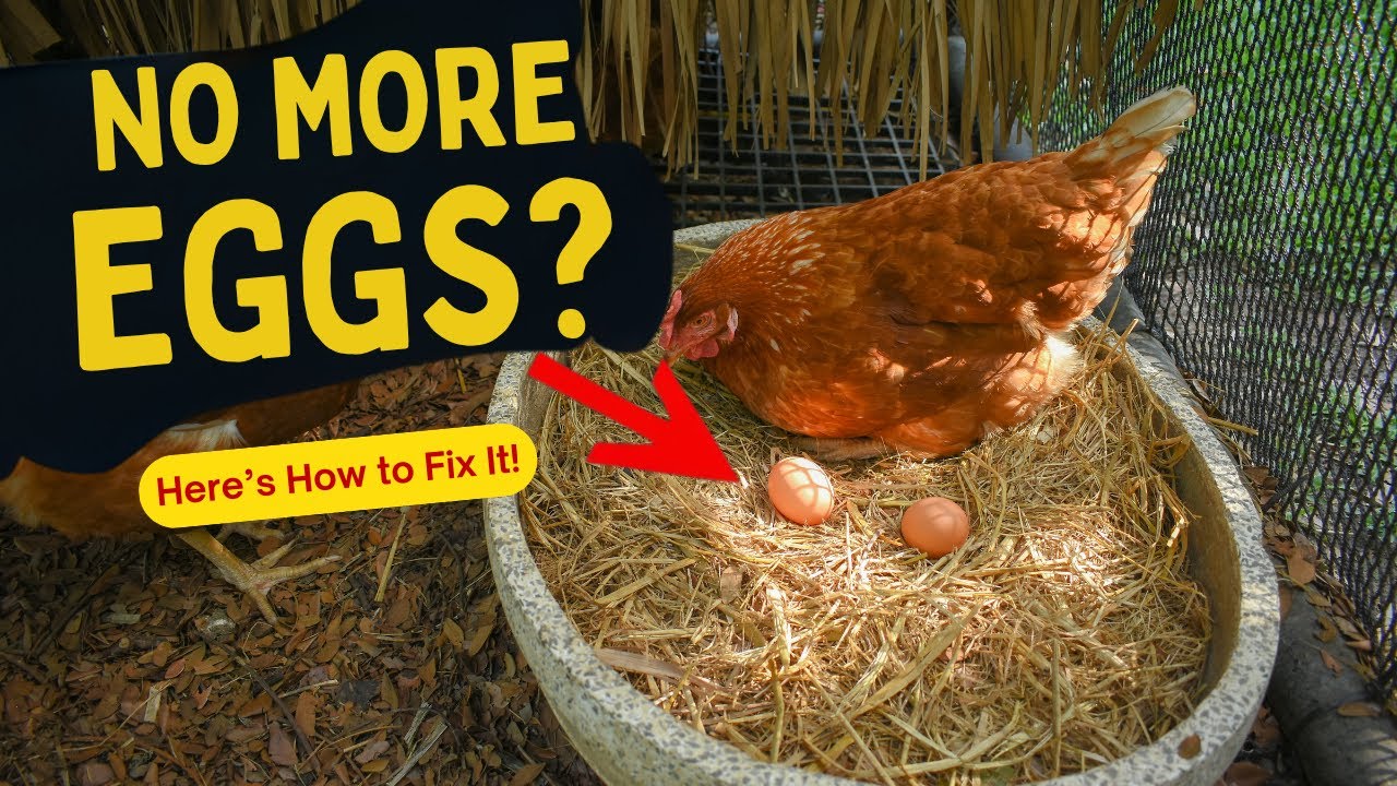 Why Your Chickens STOP Laying Eggs (And How to Fix It!) 🥚