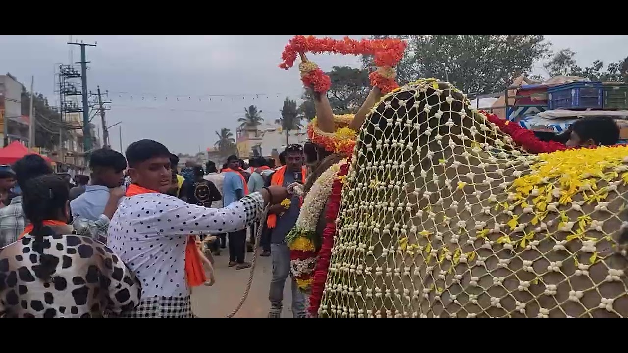 Hallikar Akalavya Sankranti at varthur santhosh farmhouse 25-1-2026