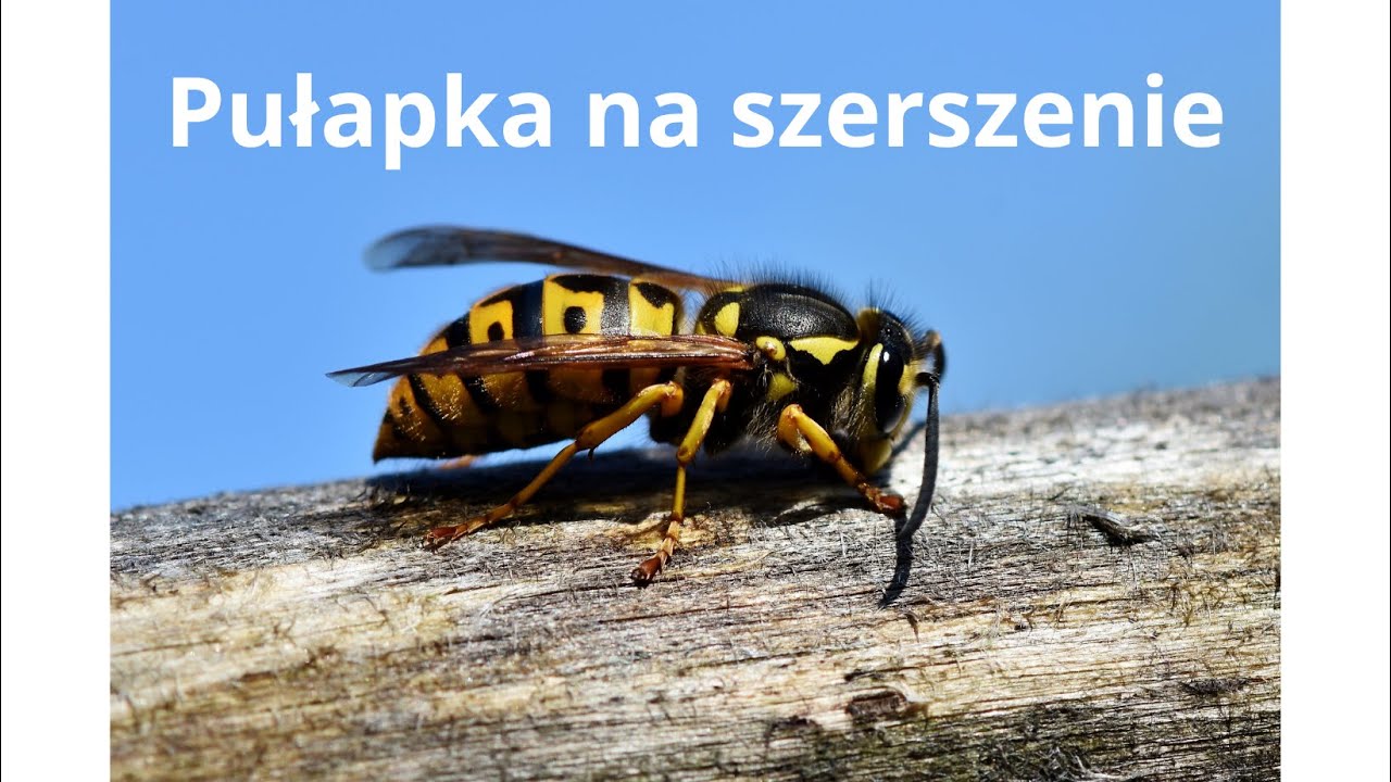 Jak zrobić pułapkę na osy i szerszenie