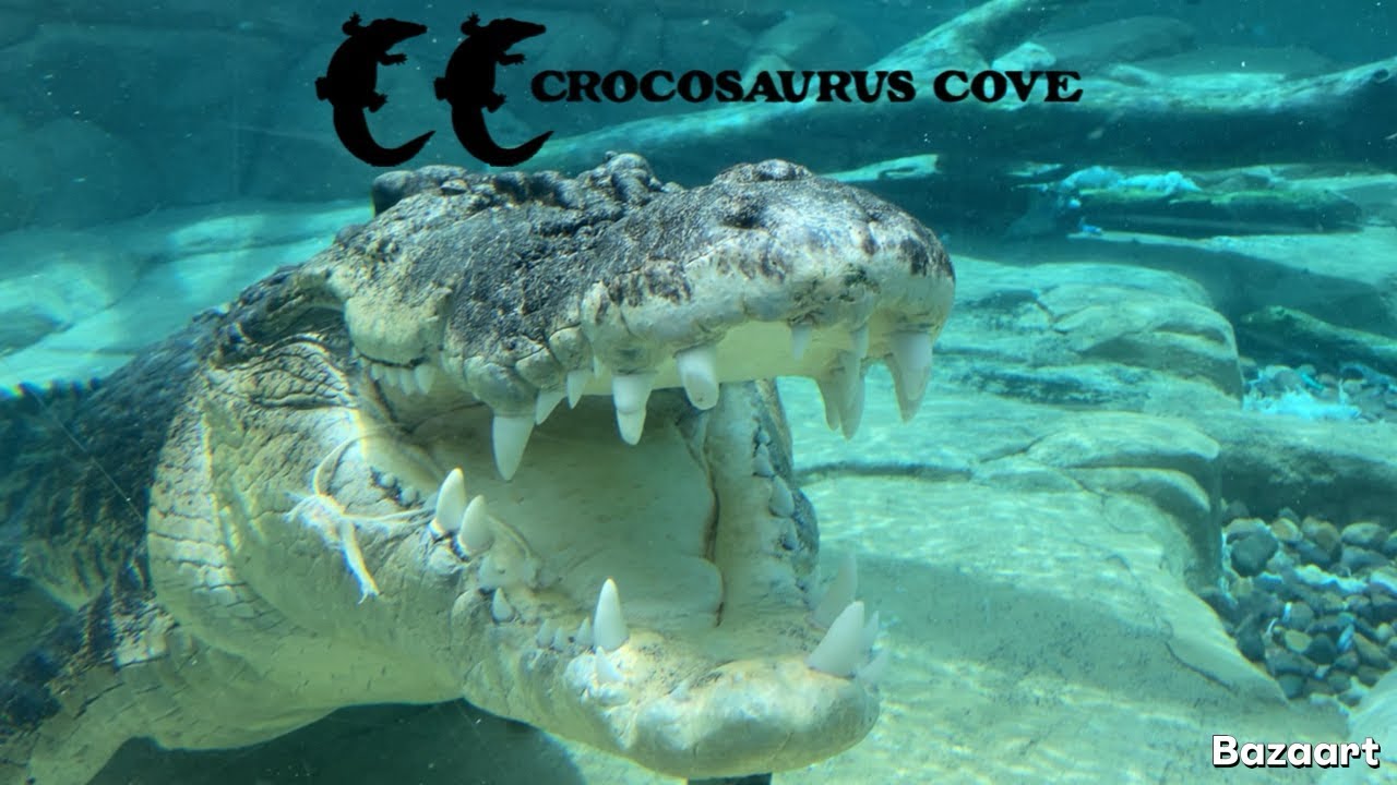 Crocosaurus Cove - Amazing Croc Encounters In Darwin