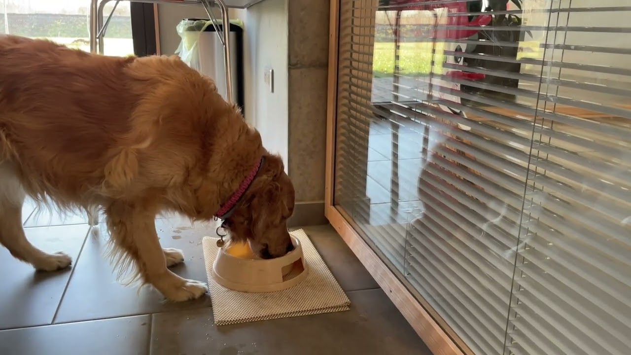 École des chiens guides de l’Est à Cernay(68) Portes ouvertes réalisé par Christophe Meyer