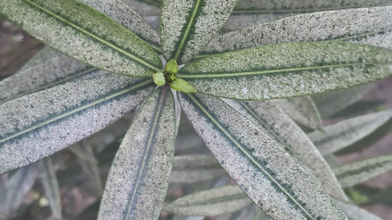 Cutting se lagne wale garmiyon ke best flowering plant