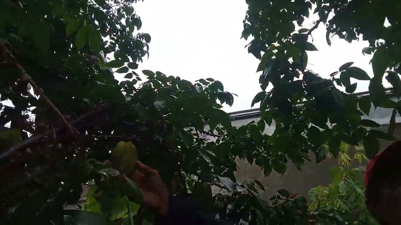 Belimbing nya besar besar di kebun