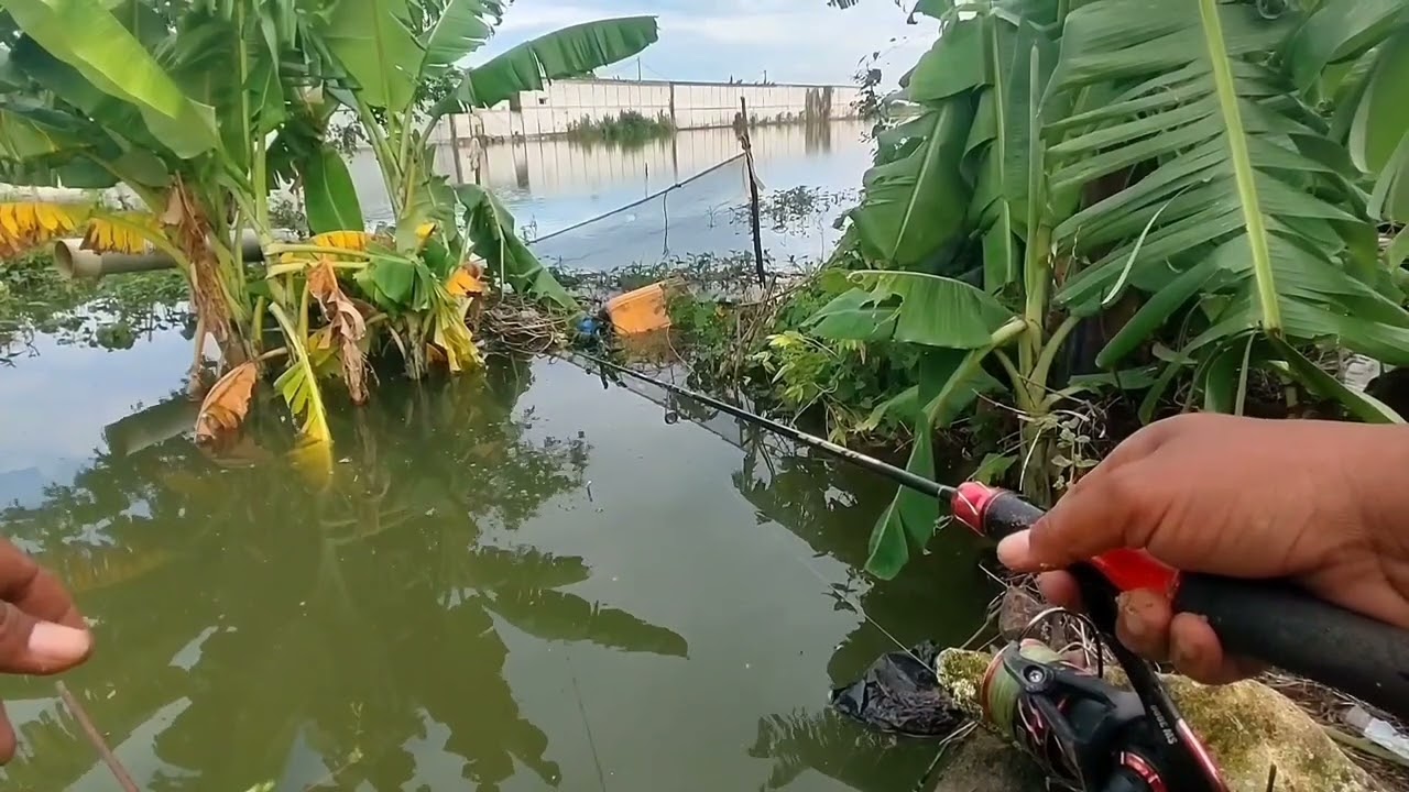 Tu kan lagi lagi ikan mas hitam lagi yang saya dapatkan