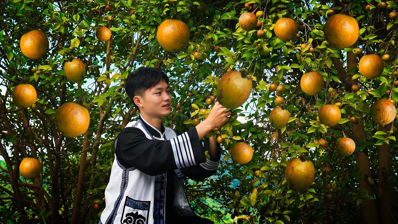 Camellia Seed Oil: China’s Ancient Edible Oil ｜中国最古老的食用植物油，它被称为东方橄榄油【山茶籽油】#山茶油 #山茶籽油｜龙弟很忙