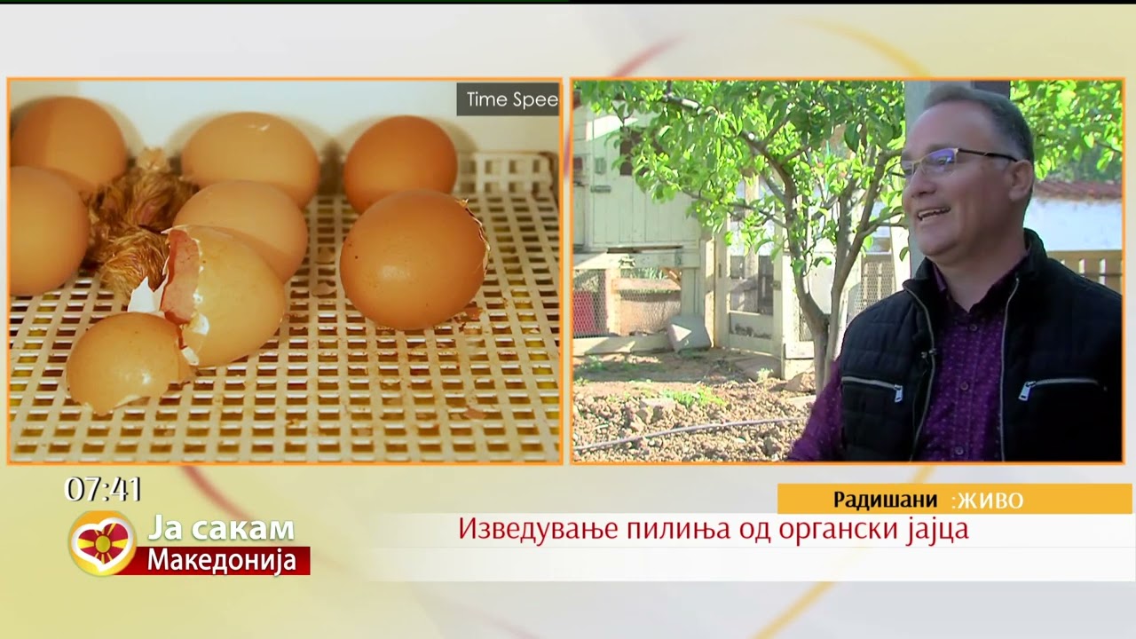 Изведување пилиња од органски јајца