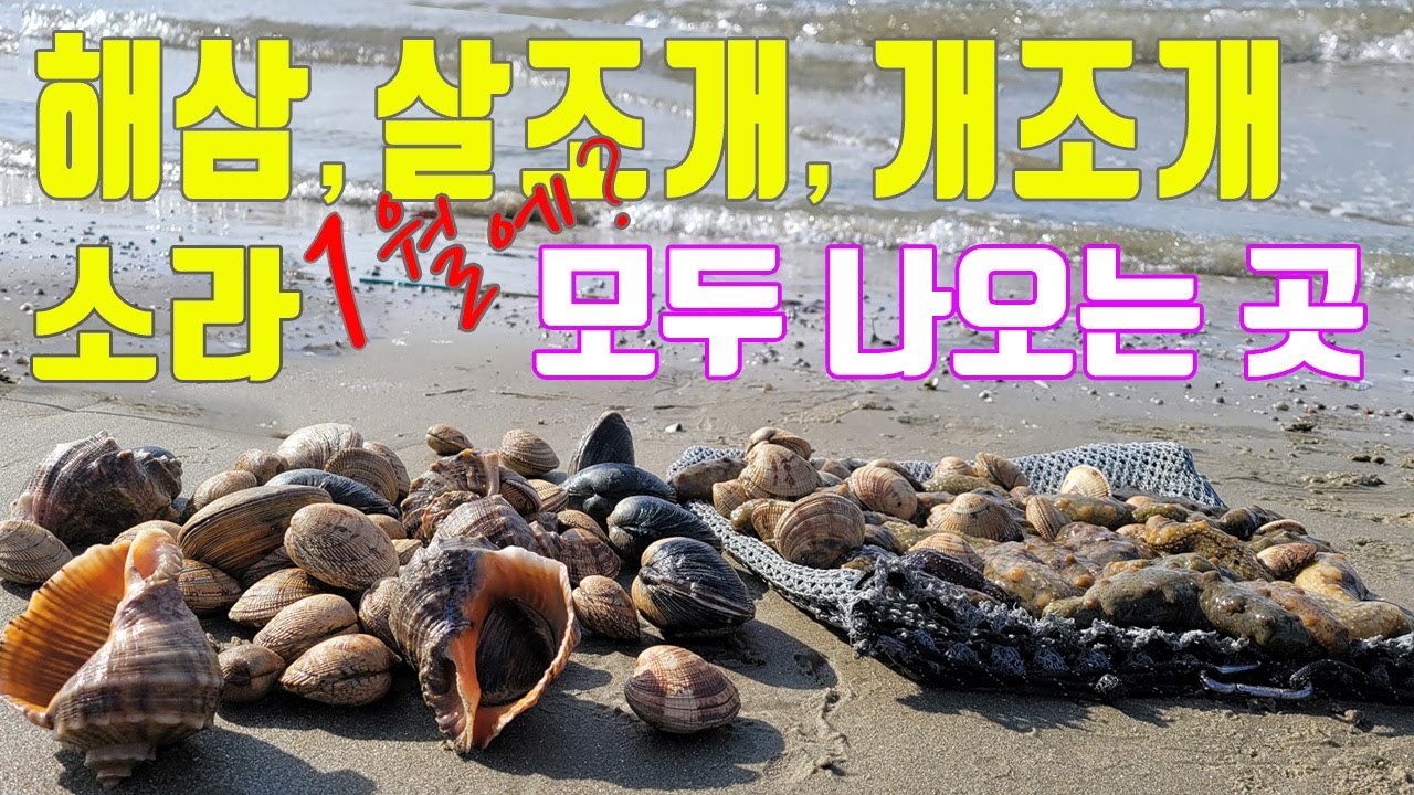 #해루질 이벤트, 1월 서해바다 #해삼, #살조개,# 소라, #개조개, #낙지... 각종에 해산물을 만나고 왔습니다..#미친코봉씨 #해삼 #겨울바다