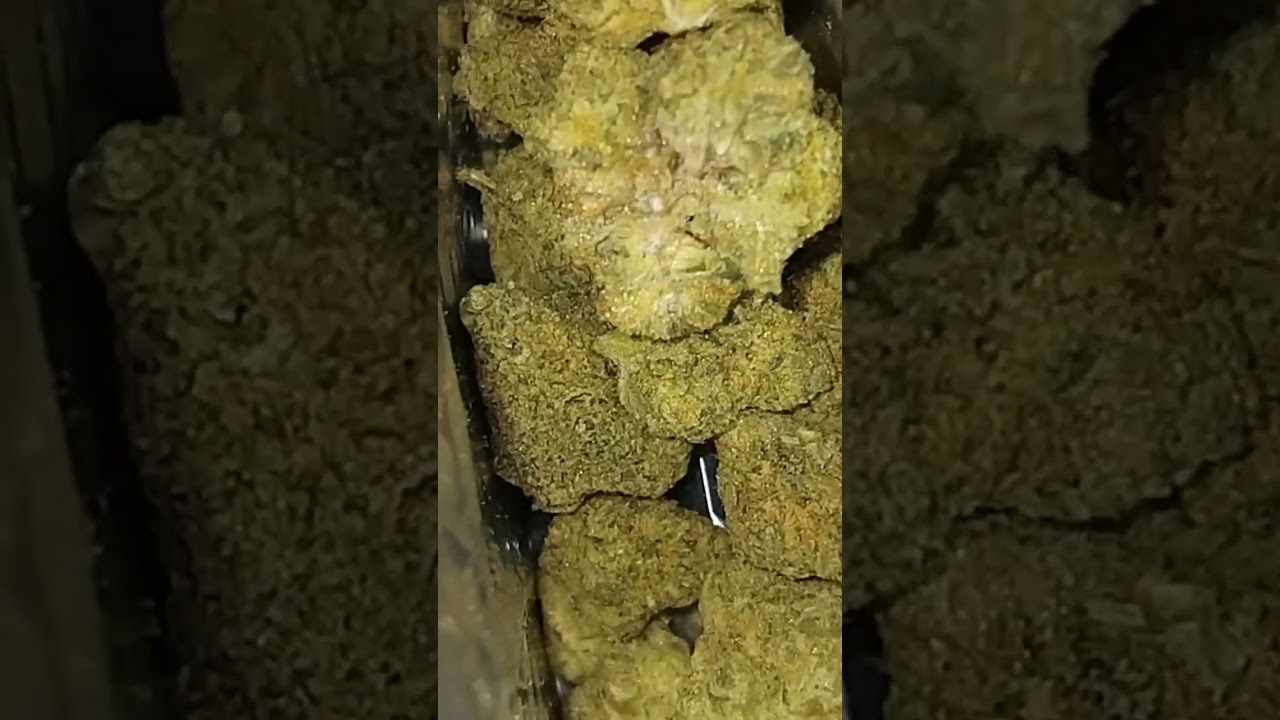 #peacenaturals SONIC  LEMON 🍋 FUEL ⛽️ 34%THC #medicalcannabis #cannabisdaily